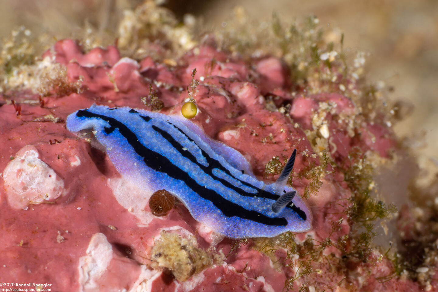 Phyllidiopsis annae (Anne's Phyllidiopsis)
