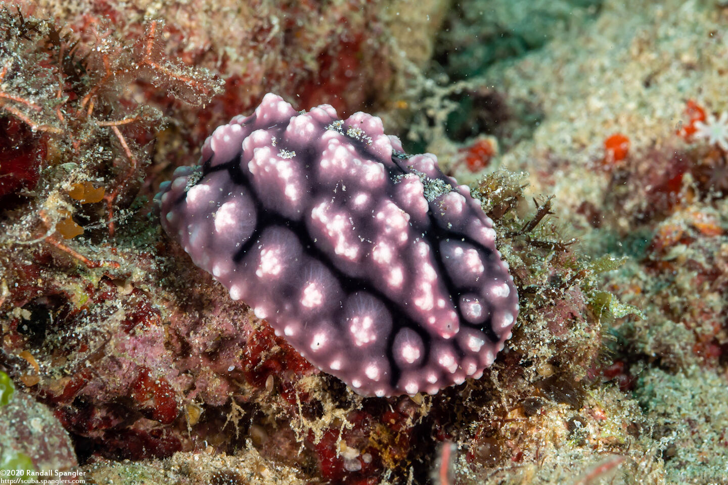 Phyllidiopsis fissurata (Phyllidiopsis Fissurata)