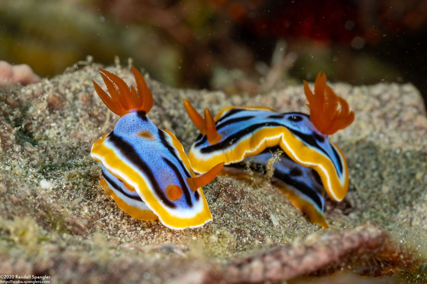 Chromodoris annae (Anna's Chromodoris)