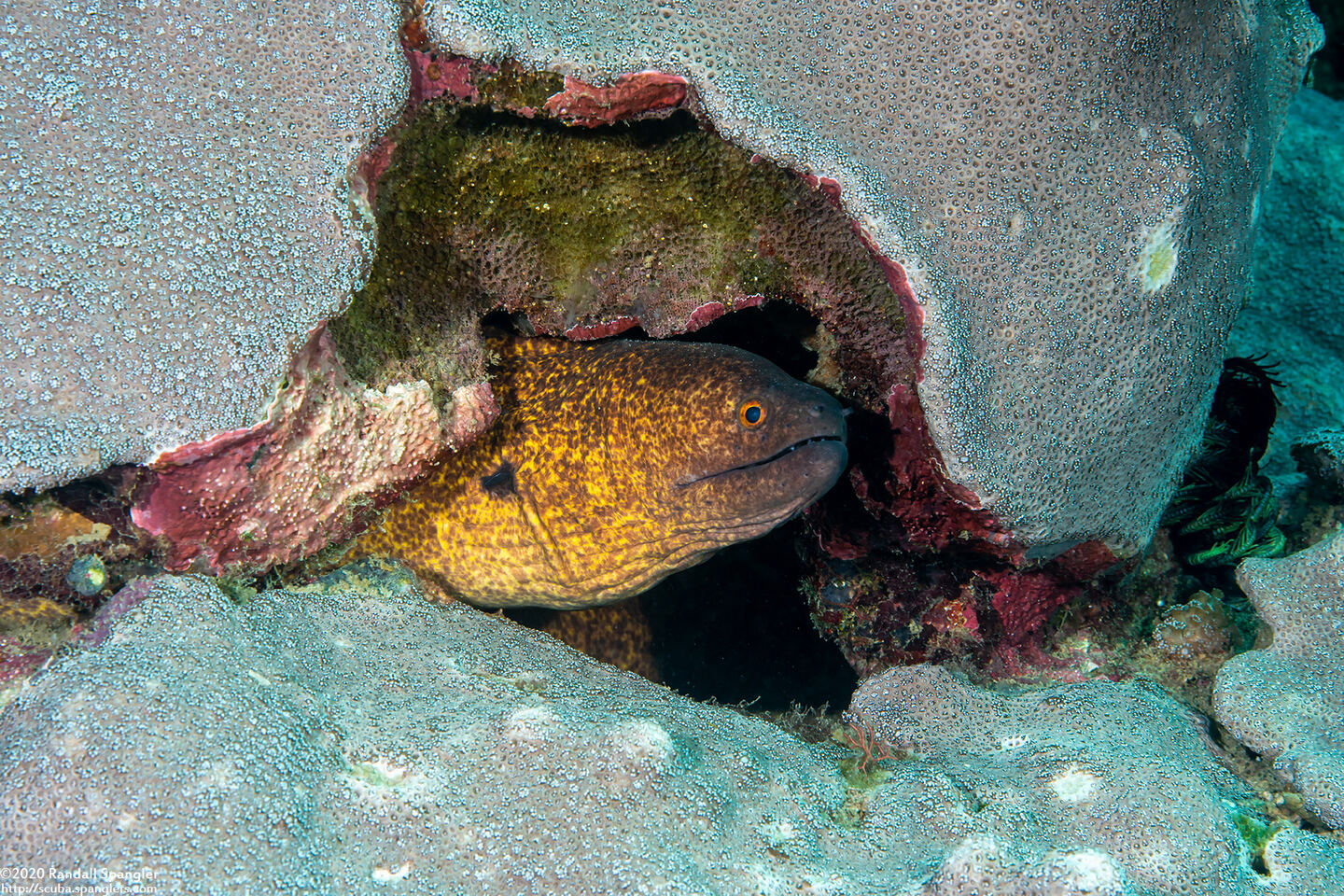 Gymnothorax flavimarginatus (Yellowmargin Moray)
