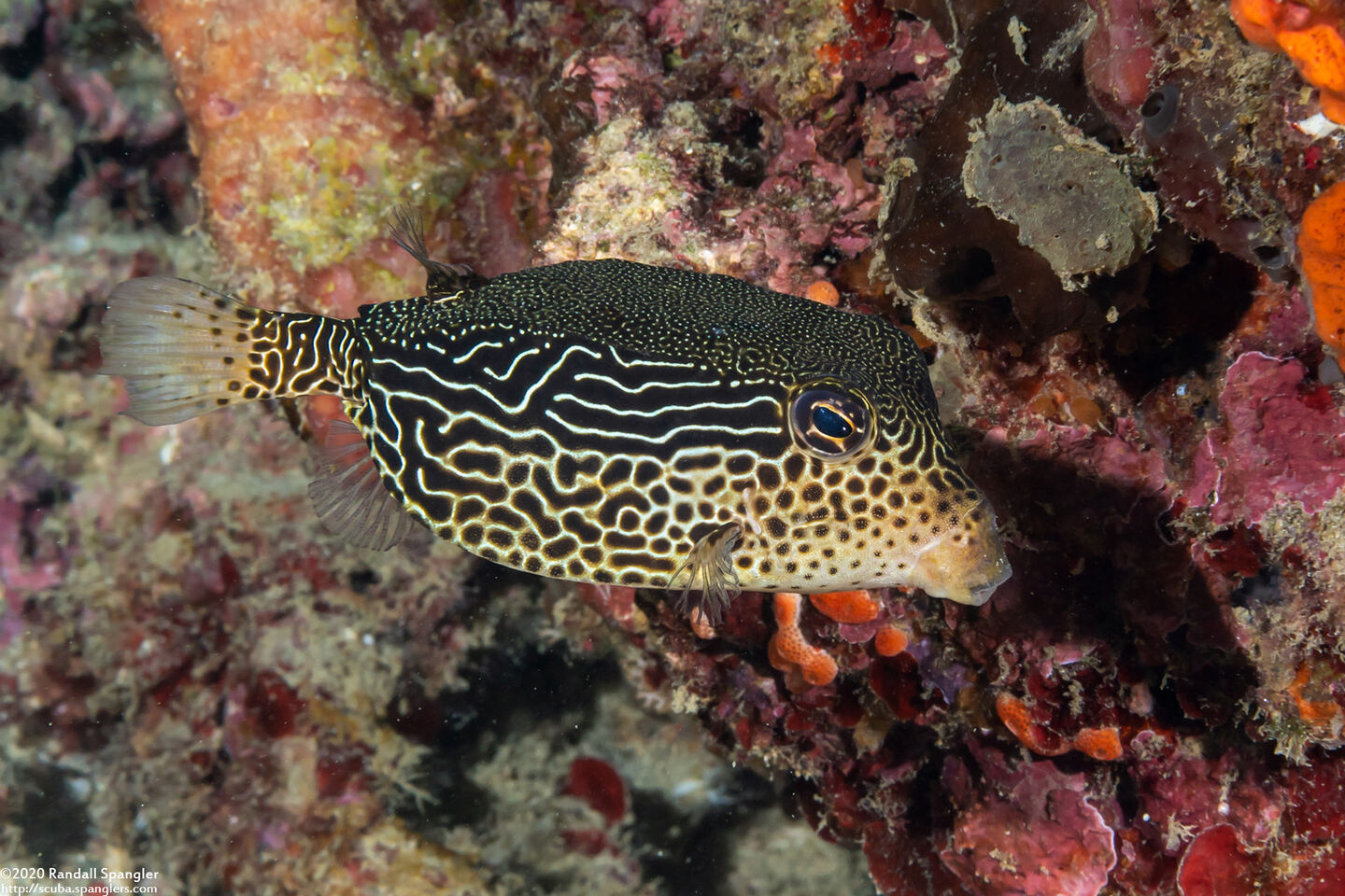 Ostracion solorense (Solor Boxfish)