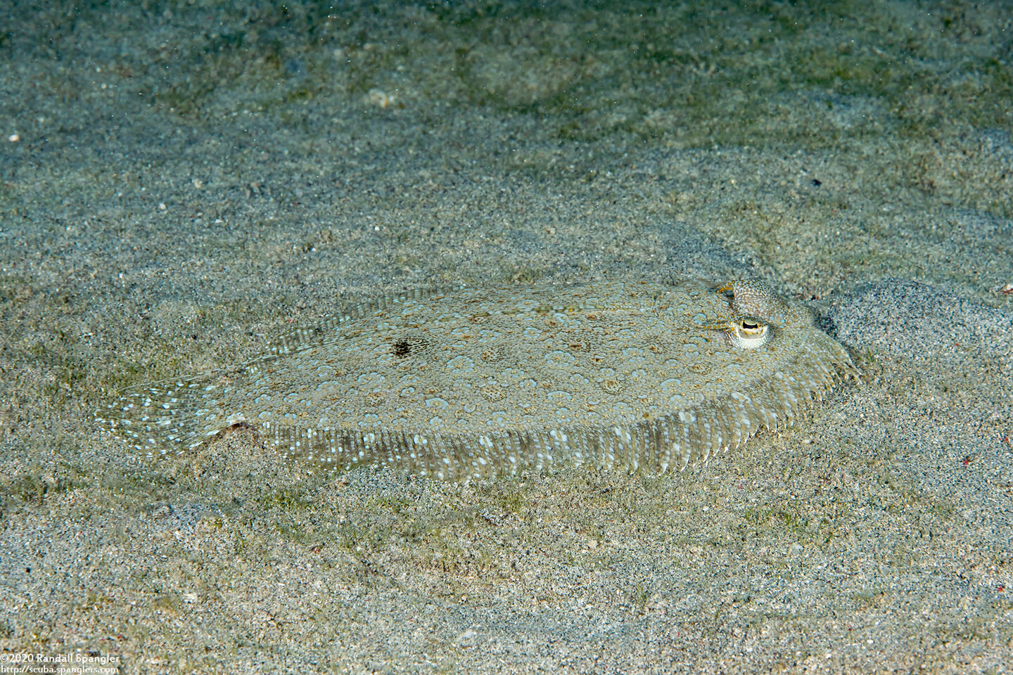 Bothus pantherinus (Panther Flounder)