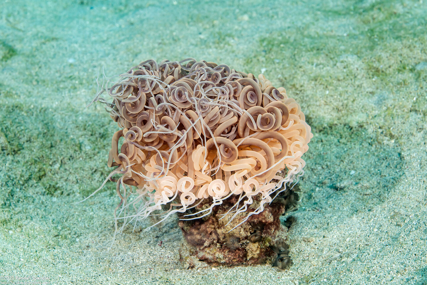 Cerianthus sp.3 (Cerianthus sp.3)