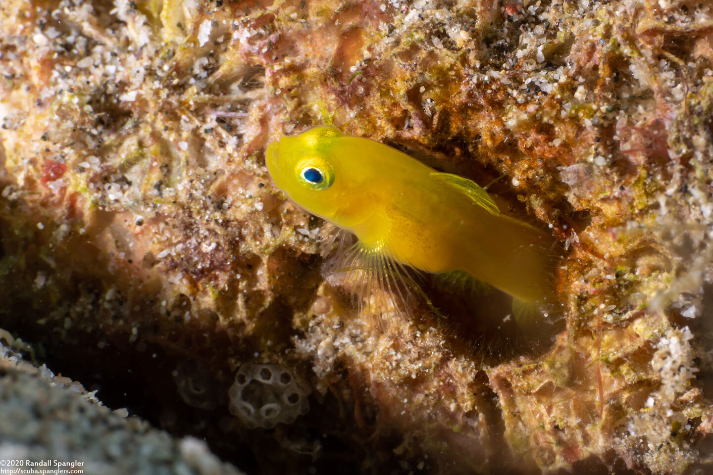 Lubricogobius exiguus (Ornate Goby)