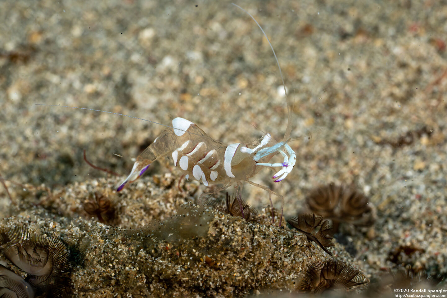 Ancylomenes magnificus (Magnificent Anemone Shrimp)