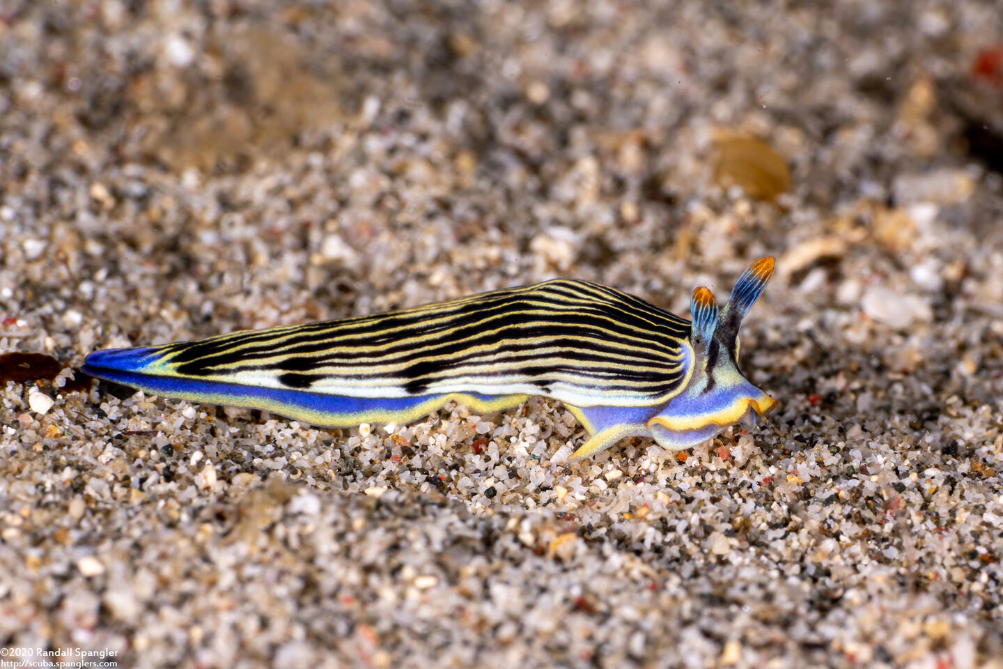 Armina semperi (Semper's Armina)