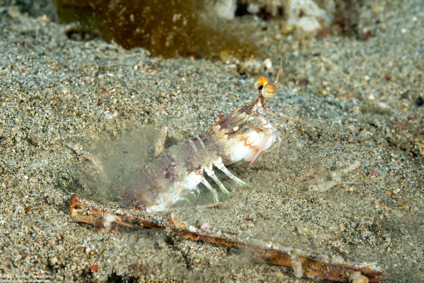 Odontodactylus latirostris (Pink-Eared Mantis)