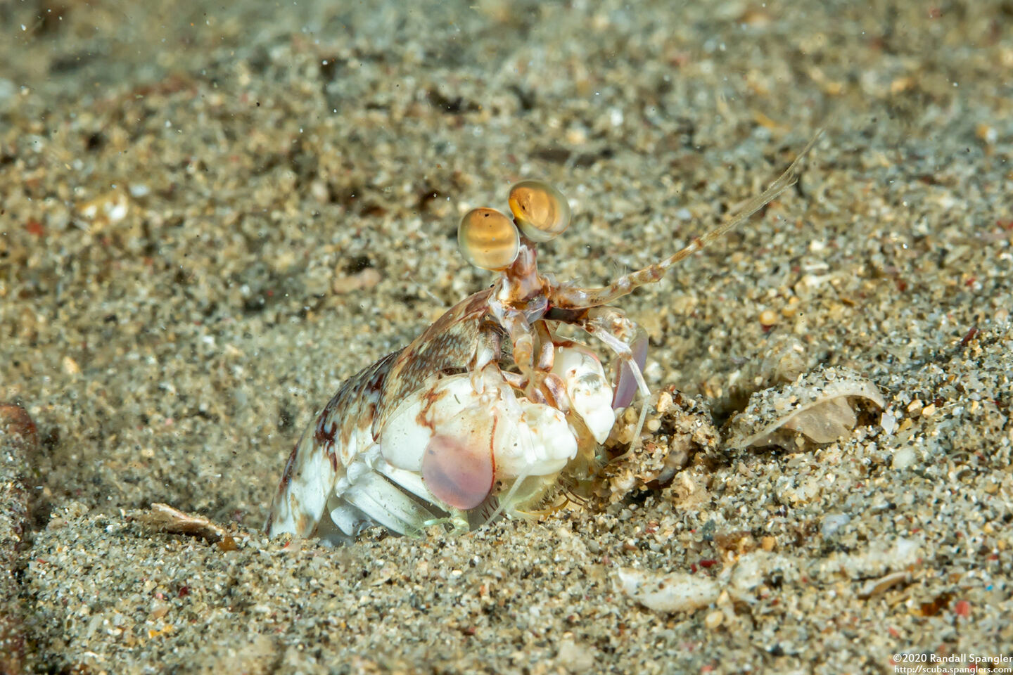Odontodactylus latirostris (Pink-Eared Mantis)