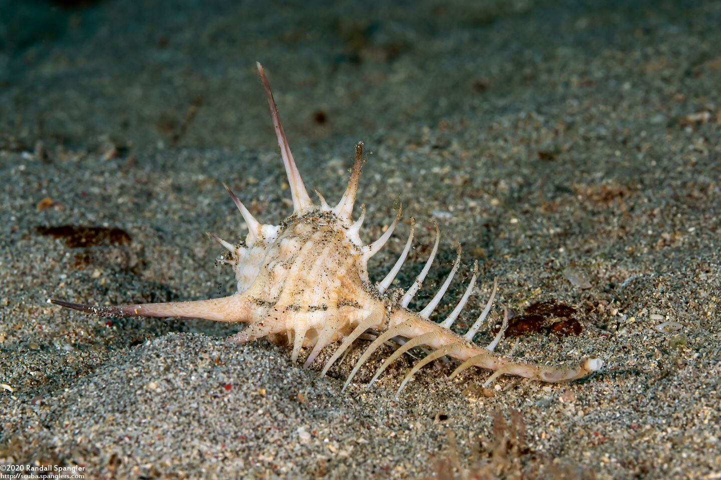 Murex ternispina (Tipped Murex)