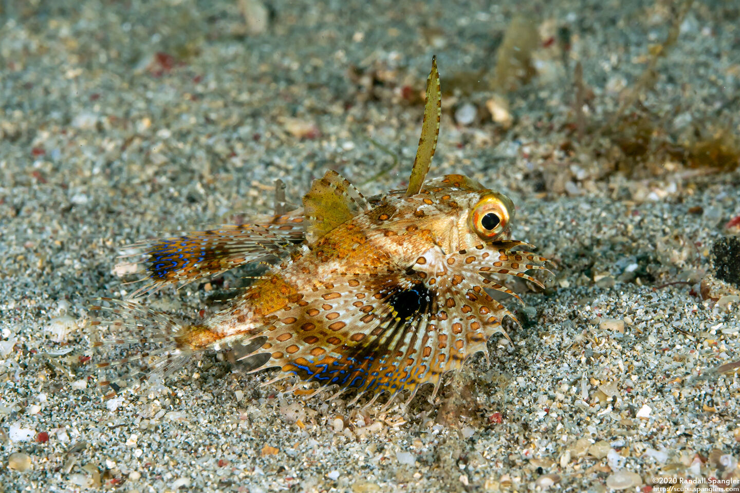 Dactyloptena orientalis (Helmut Gurnard)