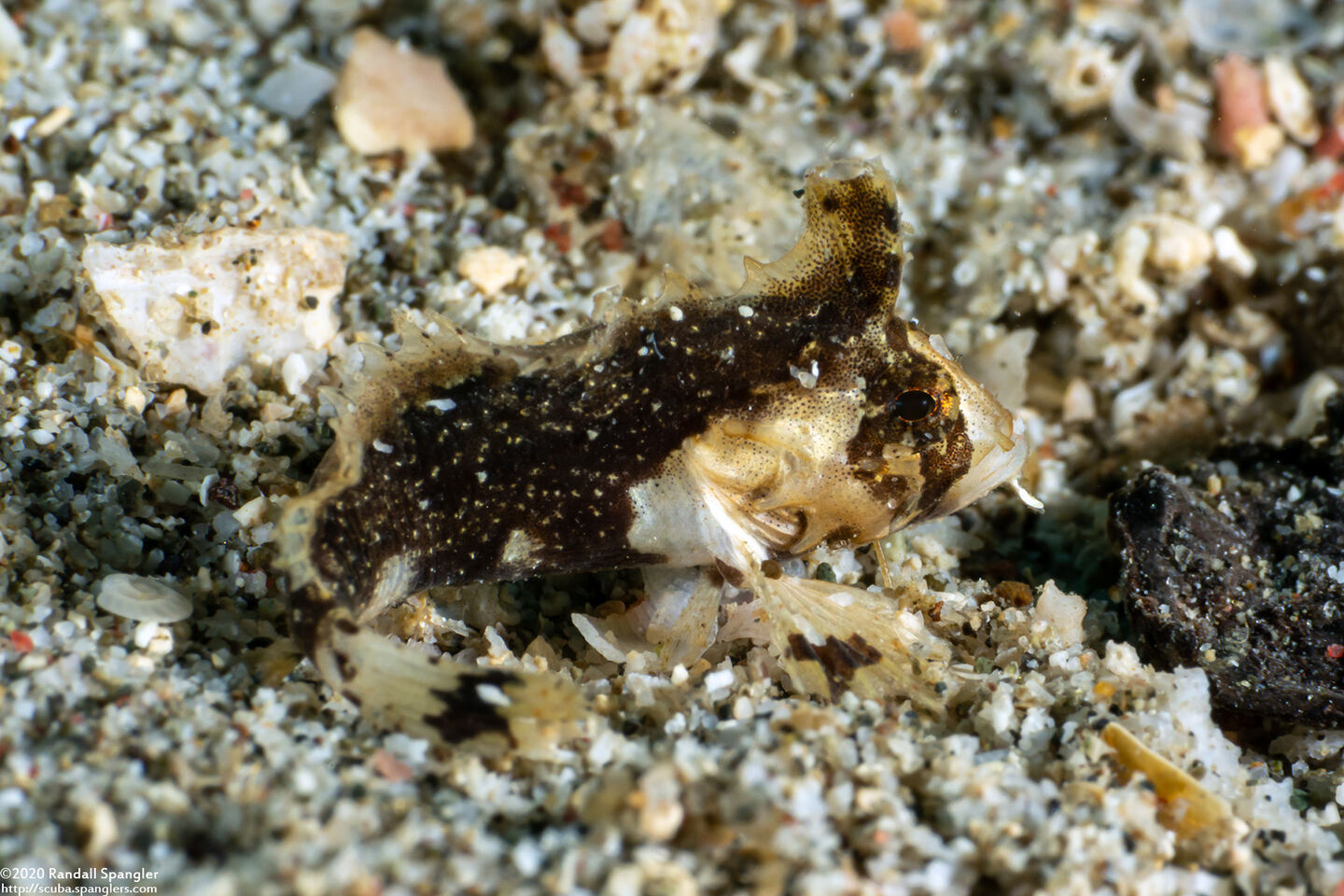 Paracentropogon zonatus (Bandtail Waspfish)