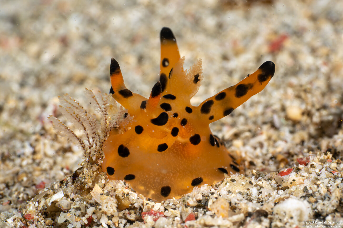 Thecacera sp.1 (Black-Tipped Thecacera)