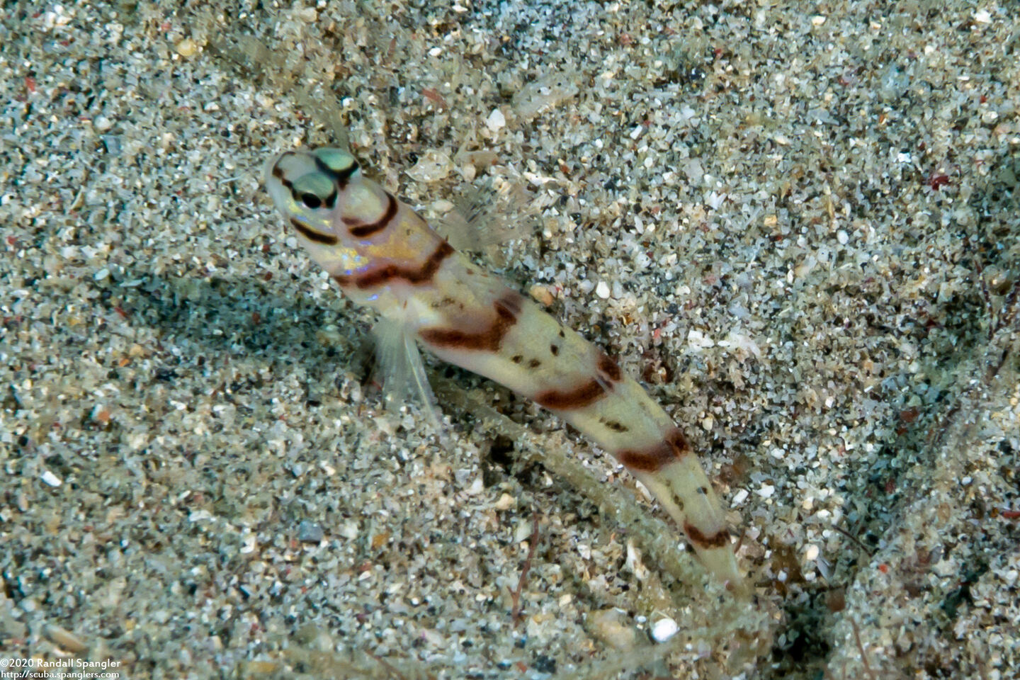 Amblyeleotris diagonalis (Slantbar Shrimpgoby)
