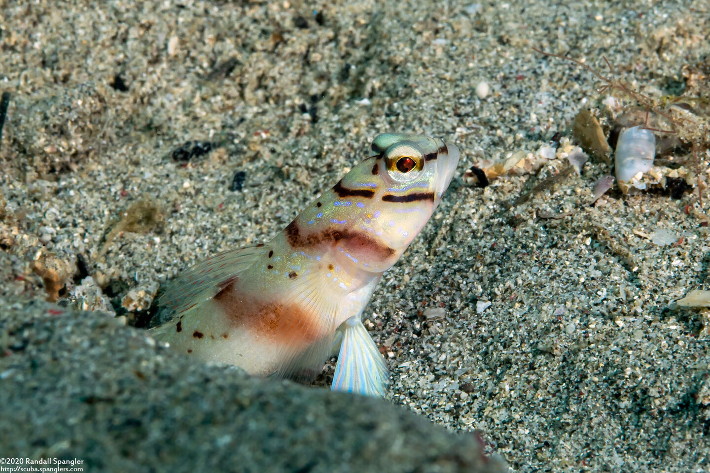 Amblyeleotris diagonalis (Slantbar Shrimpgoby)