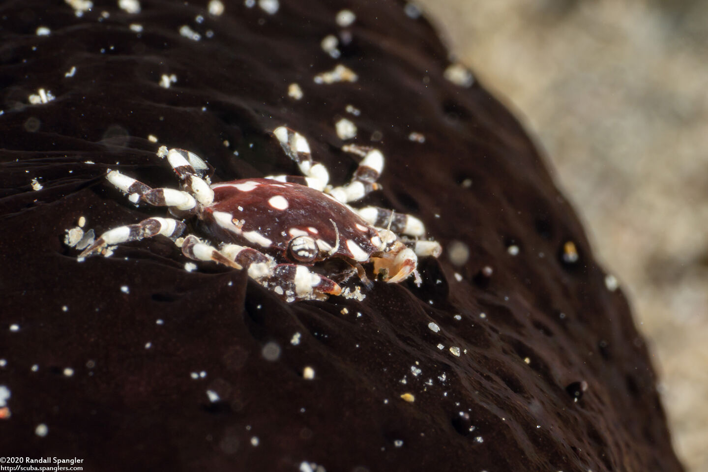 Lissocarcinus orbicularis (Sea Cucumber Crab)