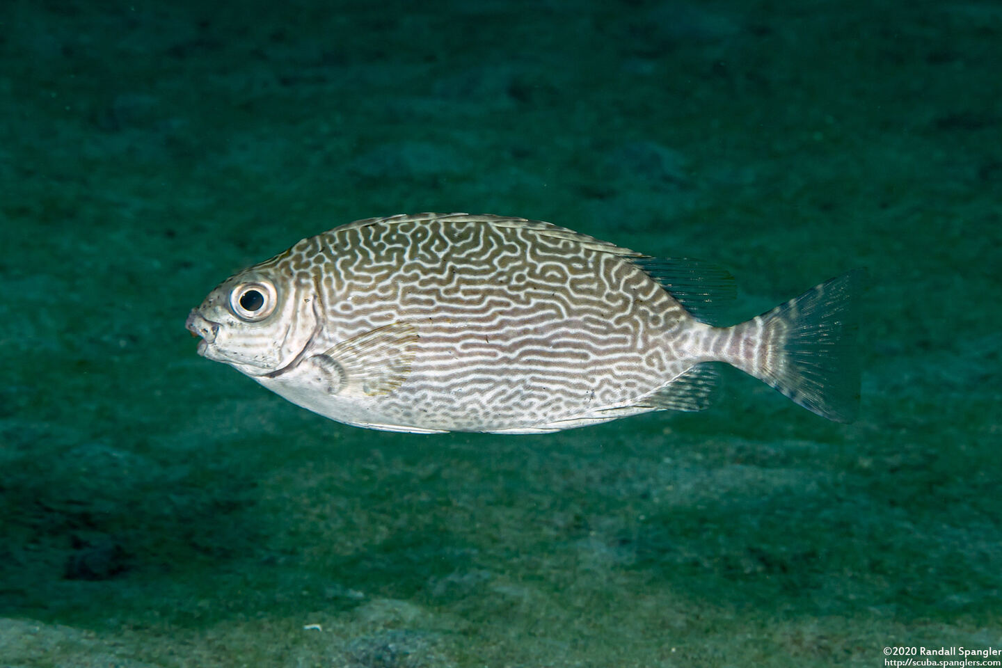 Siganus spinus (Scribbled Rabbitfish)
