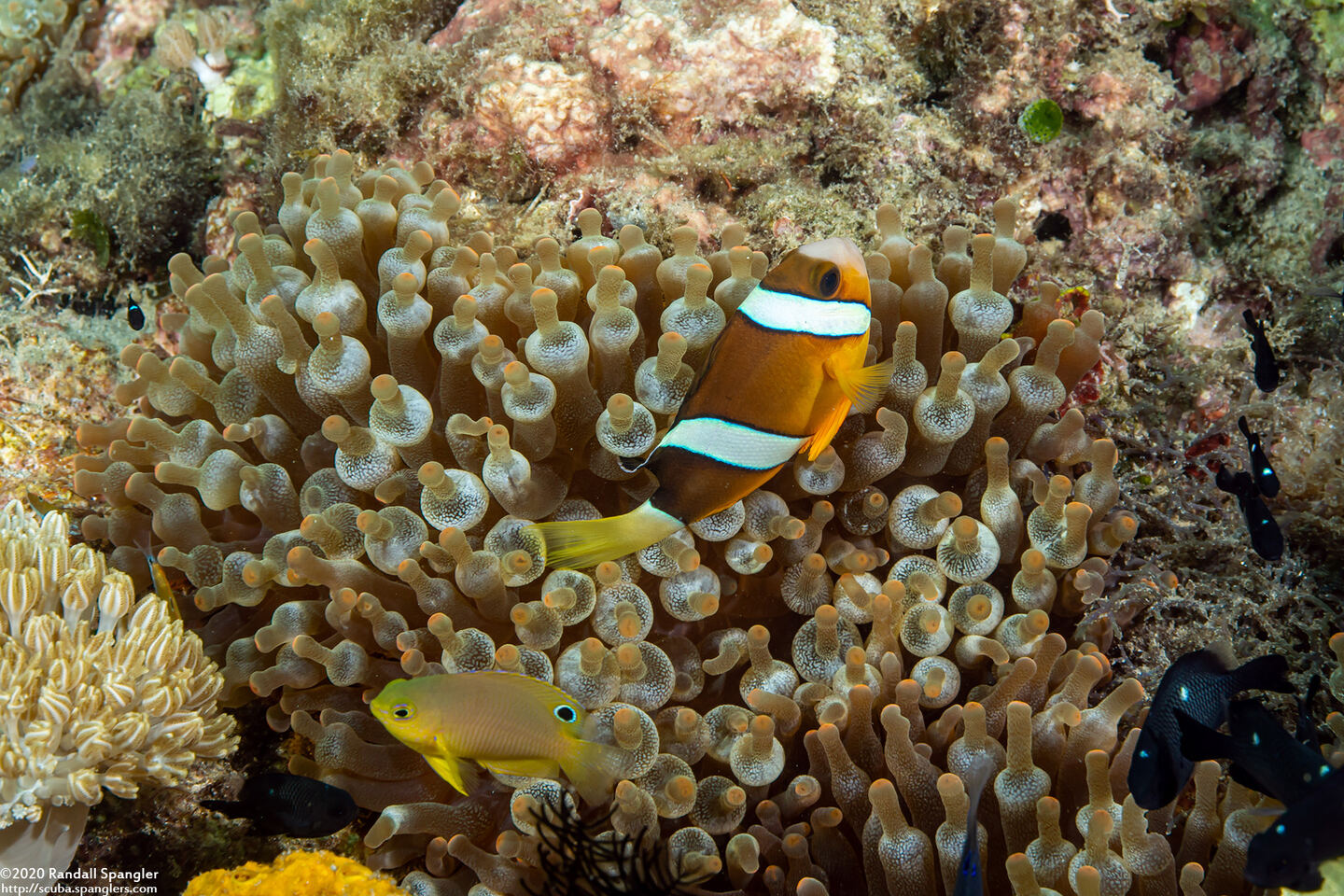 Entacmaea quadricolor (Bubble-Tip Anemone)