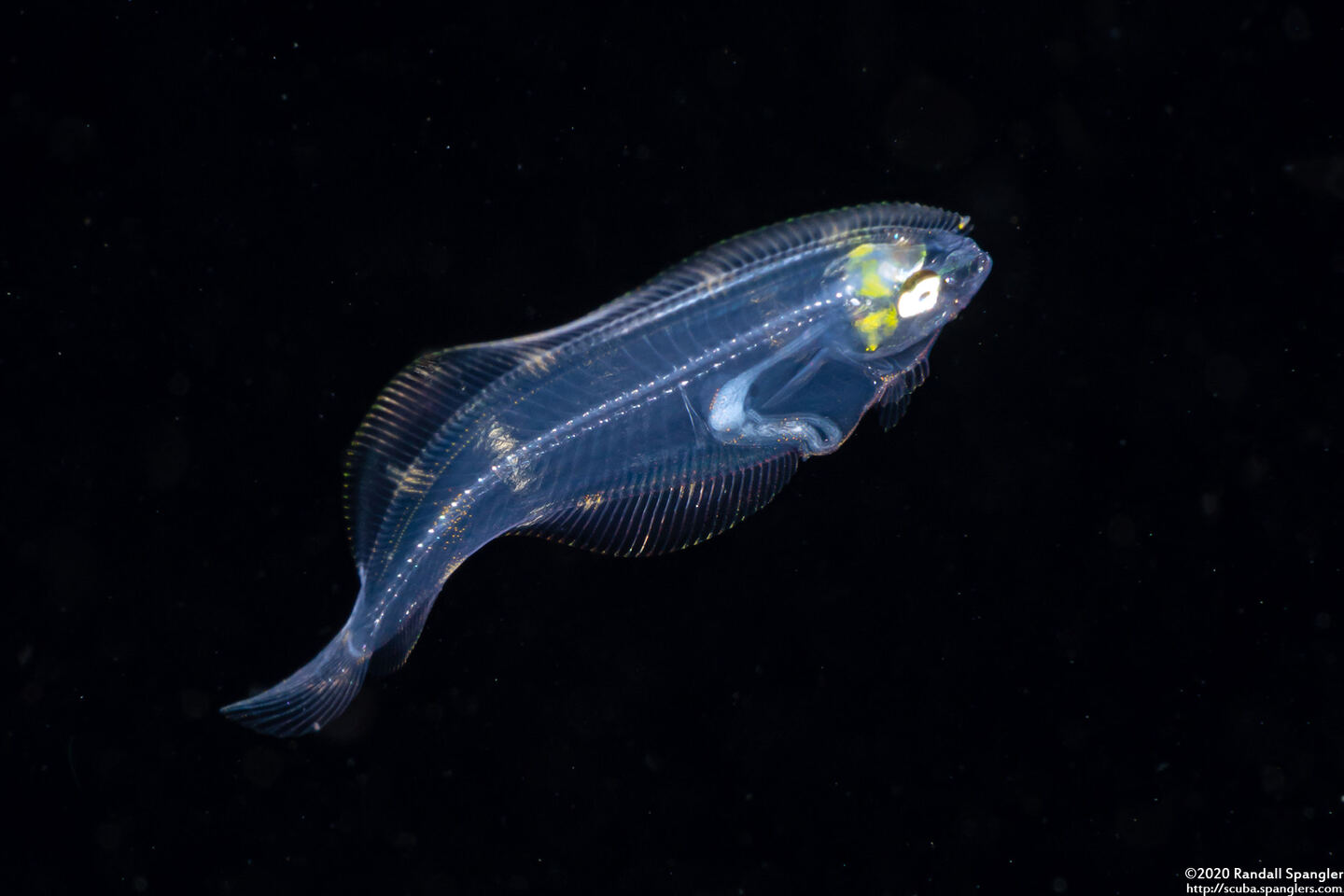 Family Bothidae (Larval Flounder)
