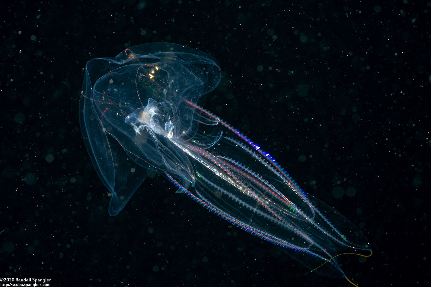 Eurhamphaea vexilligera (Redspot Comb Jelly)