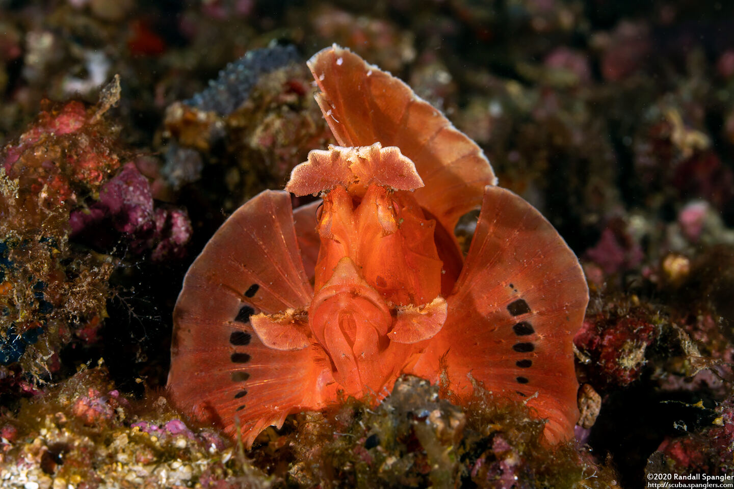 Rhinopias eschmeyeri (Paddle-Flap Scorpionfish)