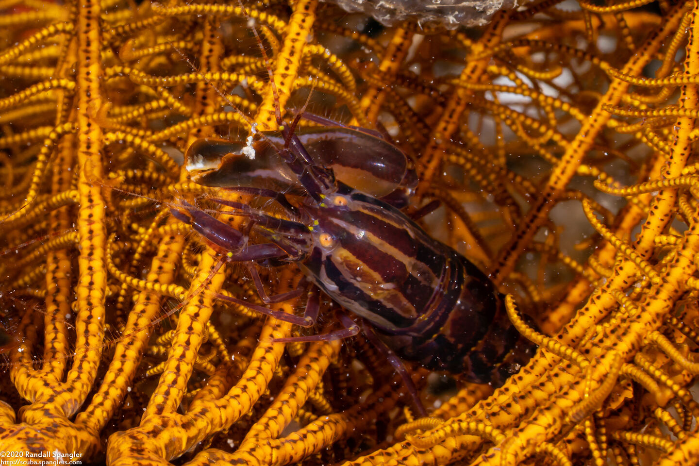 Synalpheus stimpsoni (Stimpson's Snapping Shrimp)