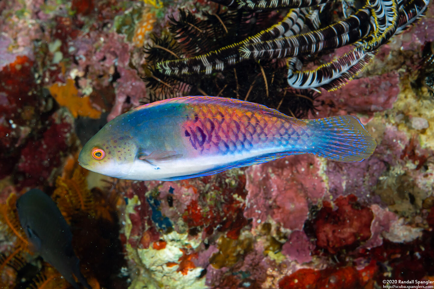 Cirrhilabrus cyanopleura (Bluesided Fairy Wrasse)