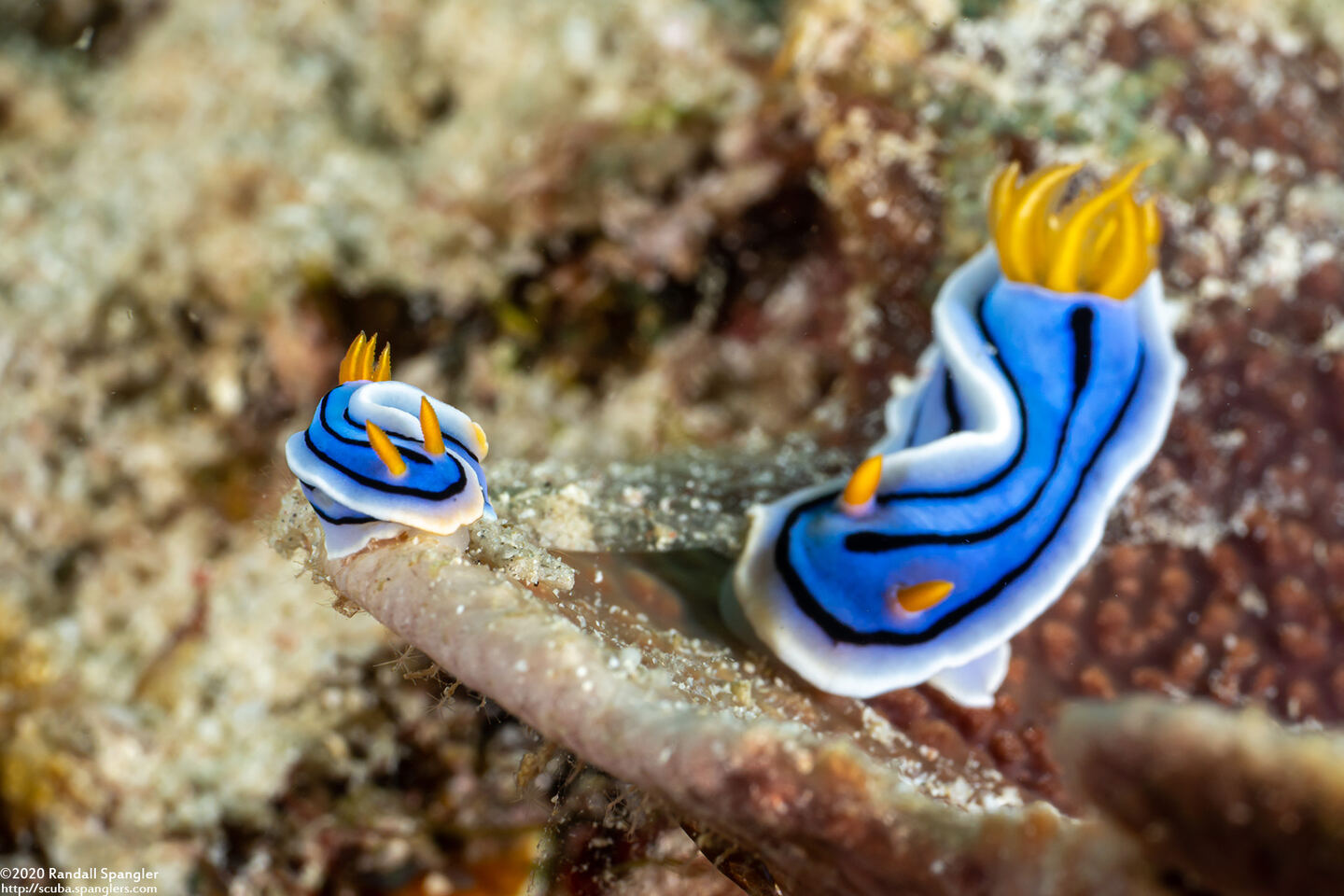 Chromodoris lochi (Loch's Chromodoris)