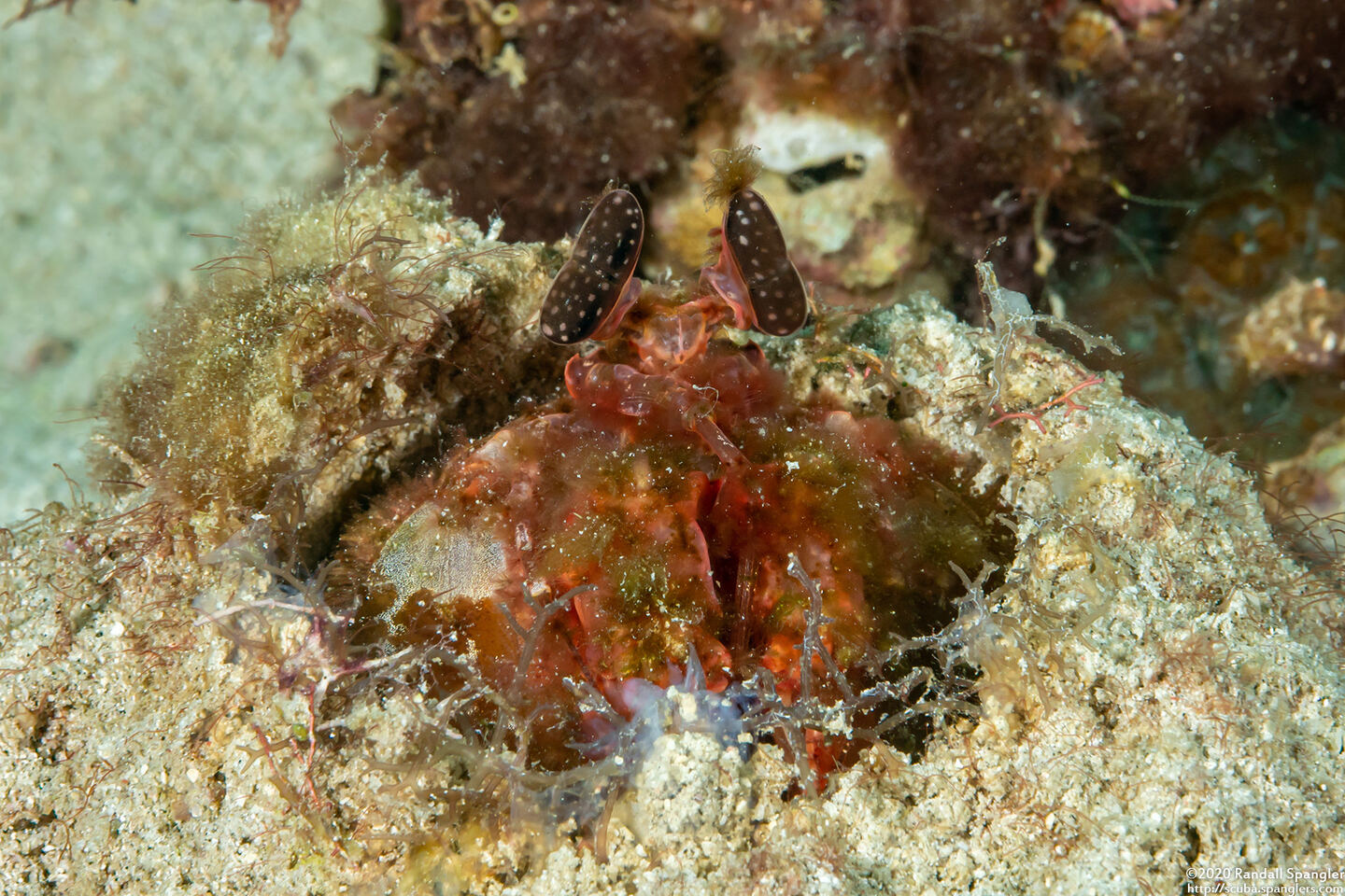 Lysiosquilla lisa (Lisa's Mantis Shrimp)