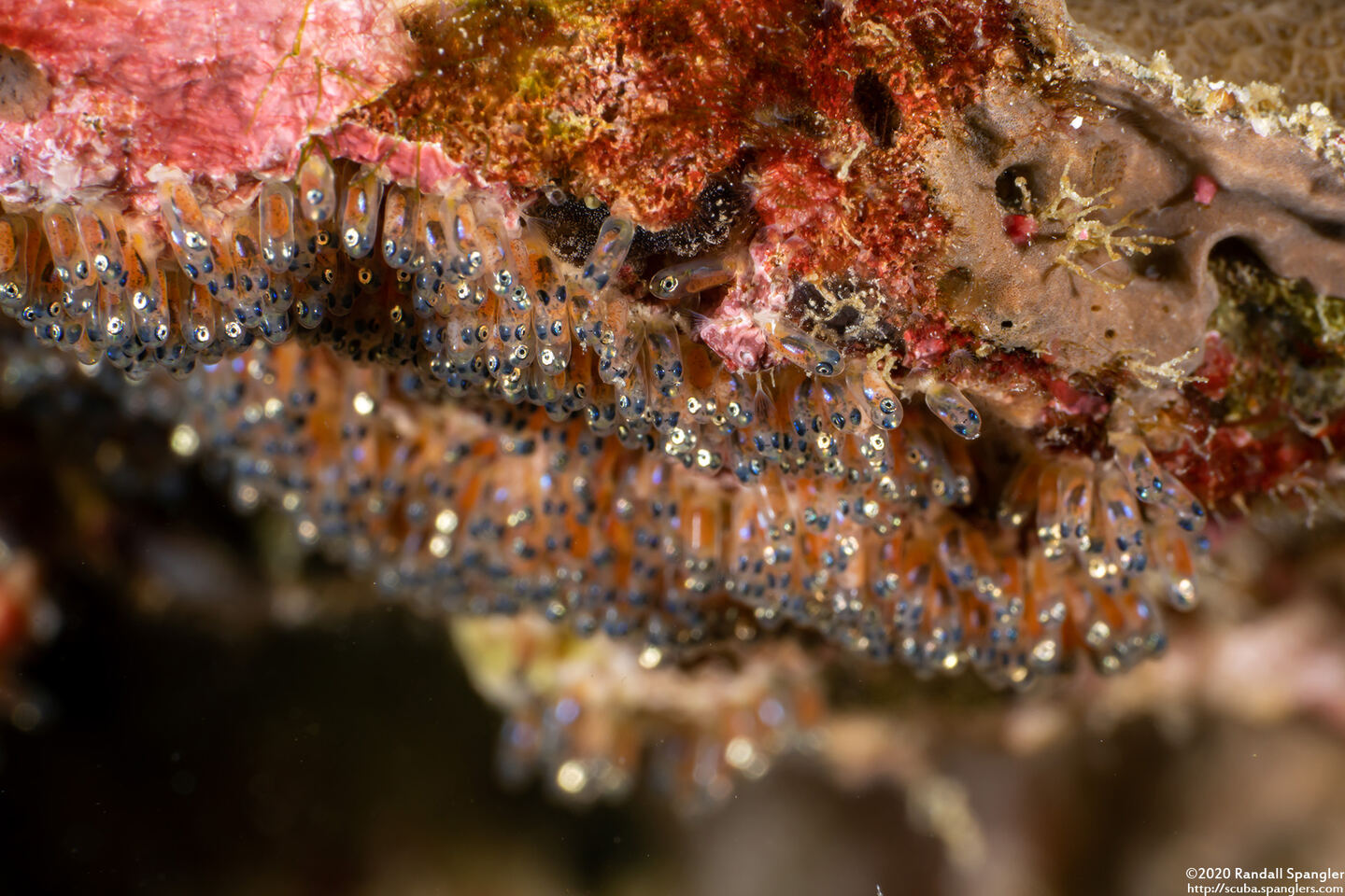 Amphiprion clarkii (Clark's Anemonefish)