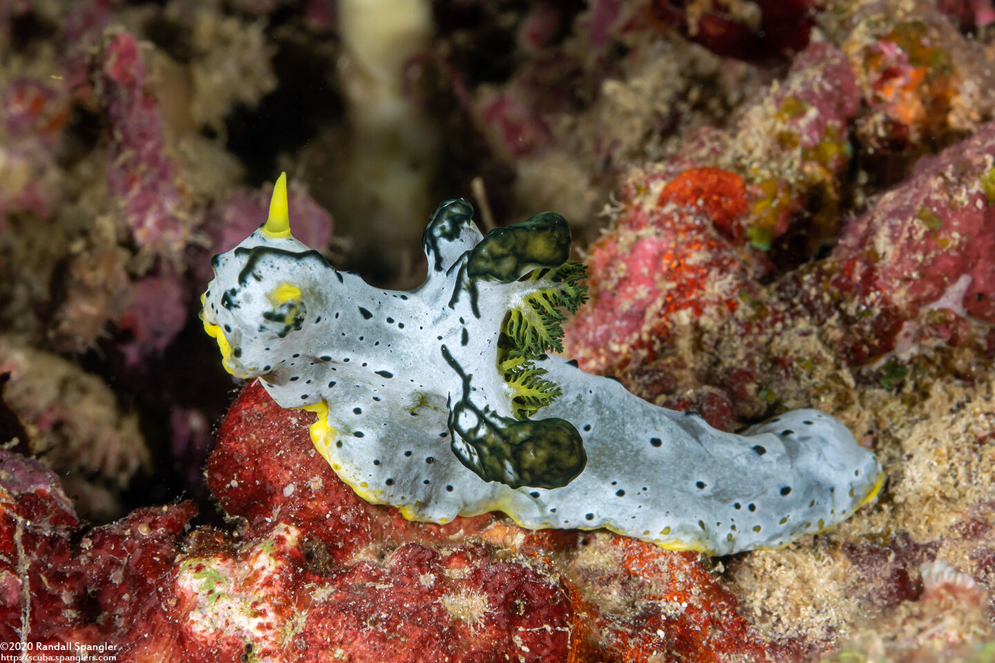 Notodoris  serenae (Gray Norse God)