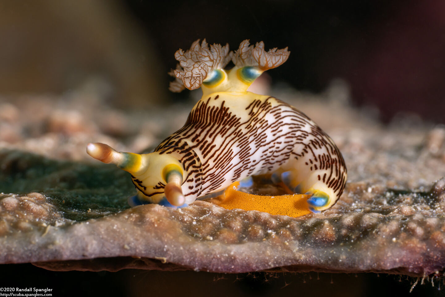 Nembrotha lineolata (Lined Nembrotha)