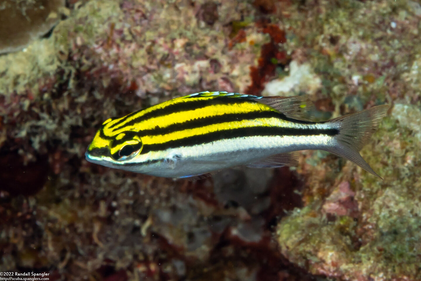 Scolopsis bilineata (Bridled Monocle Bream)