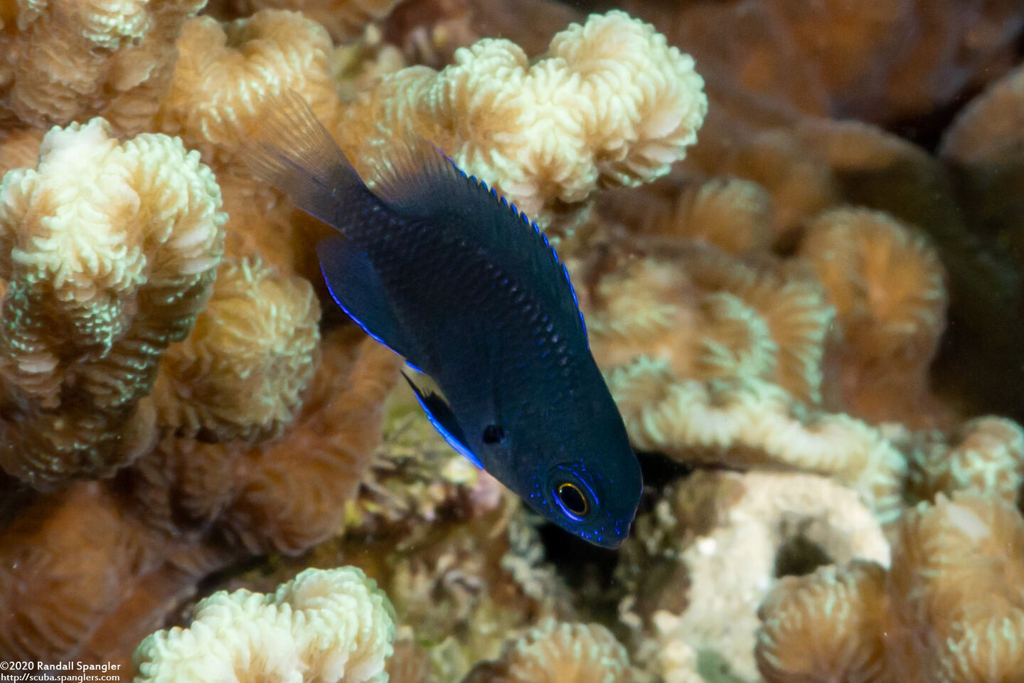 Pomacentrus nagasakiensis (Nagasaki Damsel)