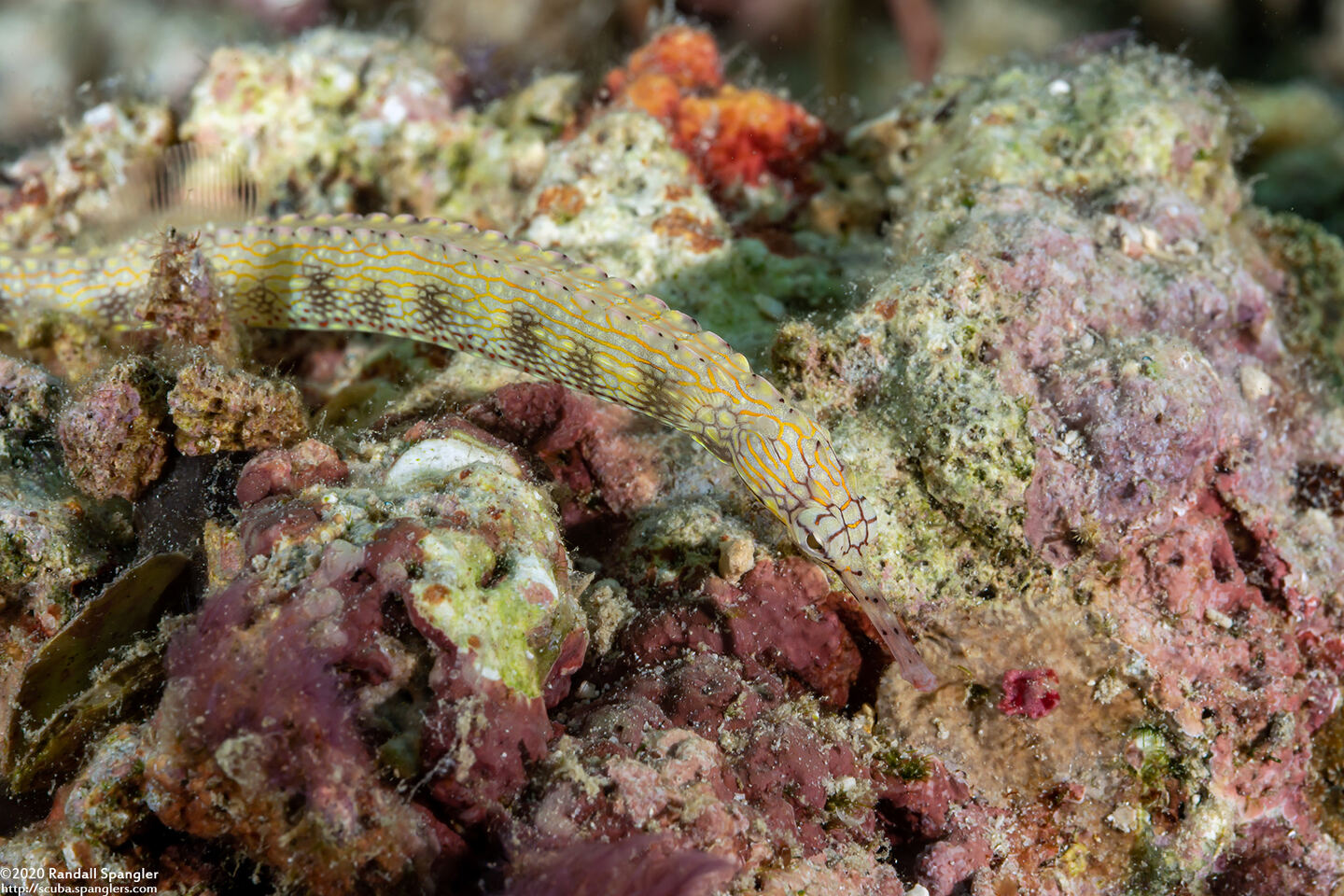 Corythoichthys haematopterus (Reeftop Pipefish)