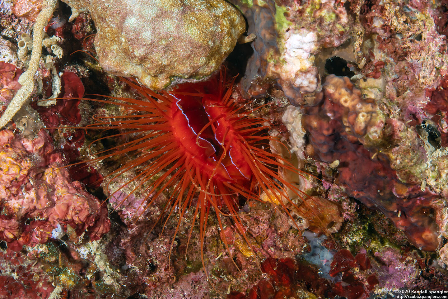 Ctenoides ales (Electric Fileclam)