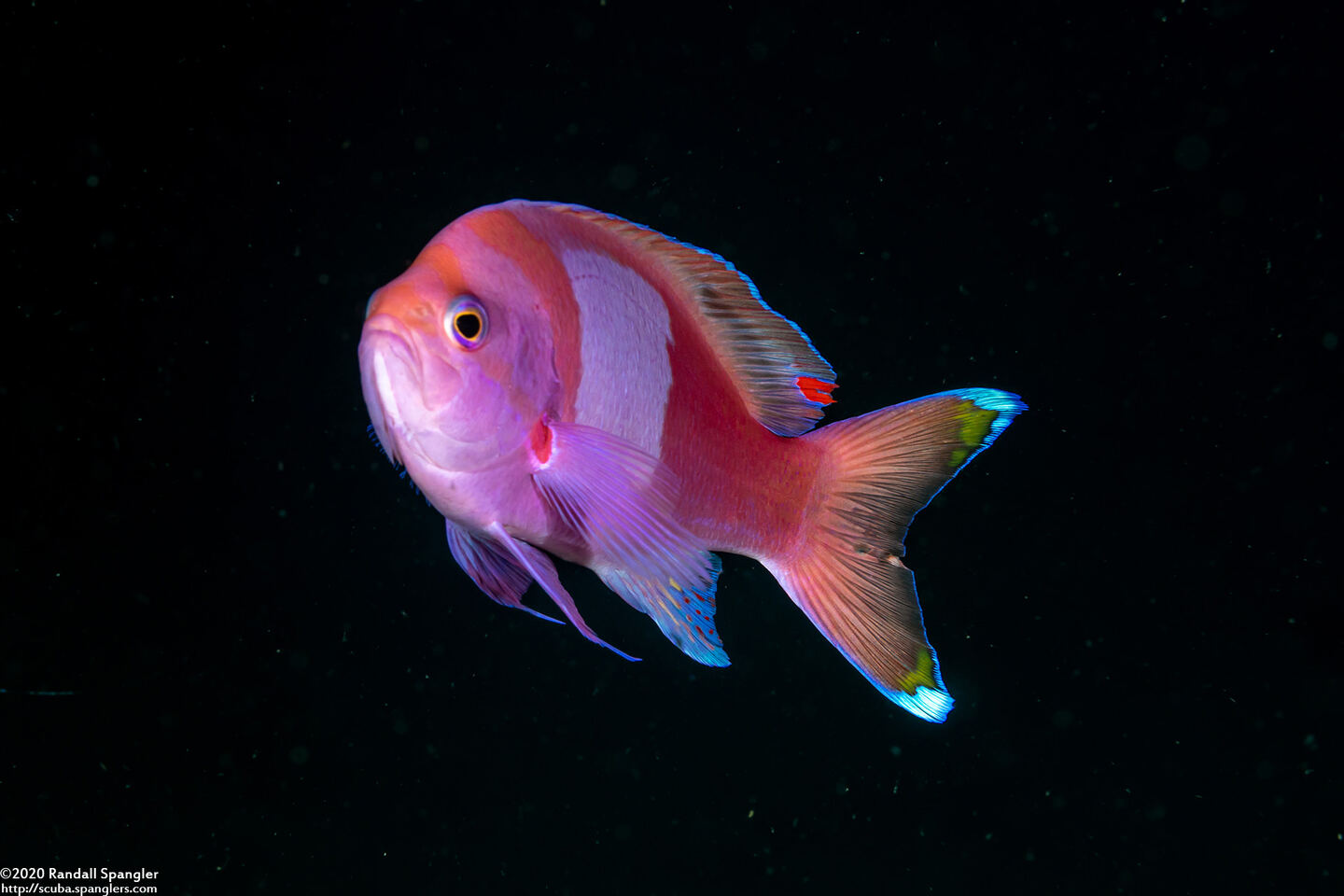 Pseudanthias pleurotaenia (Squarespot Anthias)
