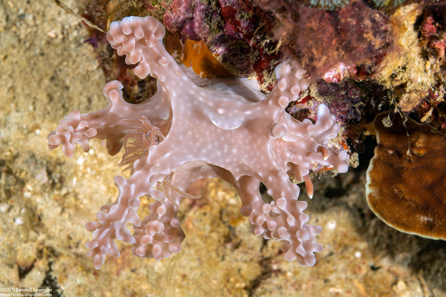Miamira alleni (Allen's Ceratosoma)