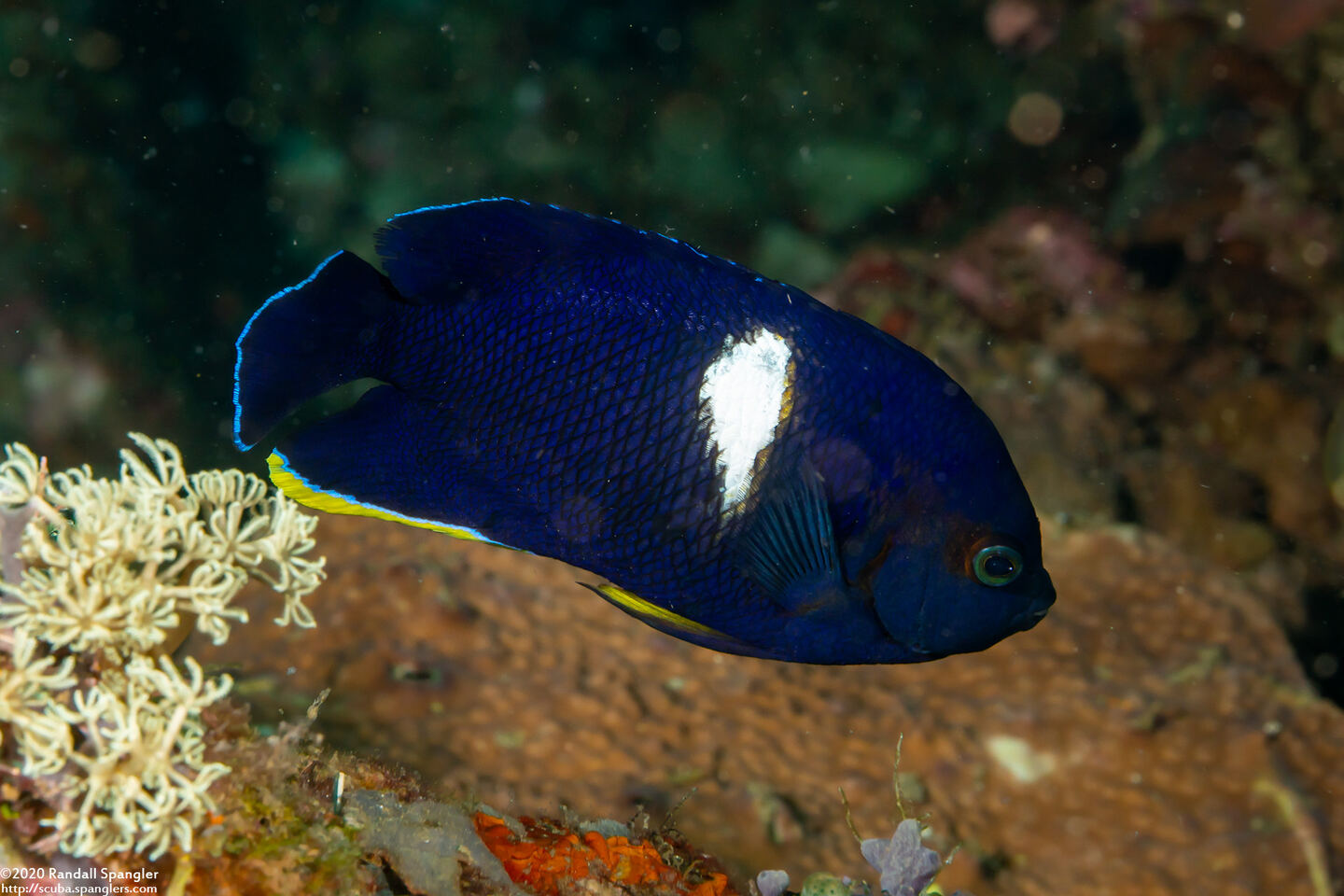 Centropyge tibicen (Keyhole Angelfish)