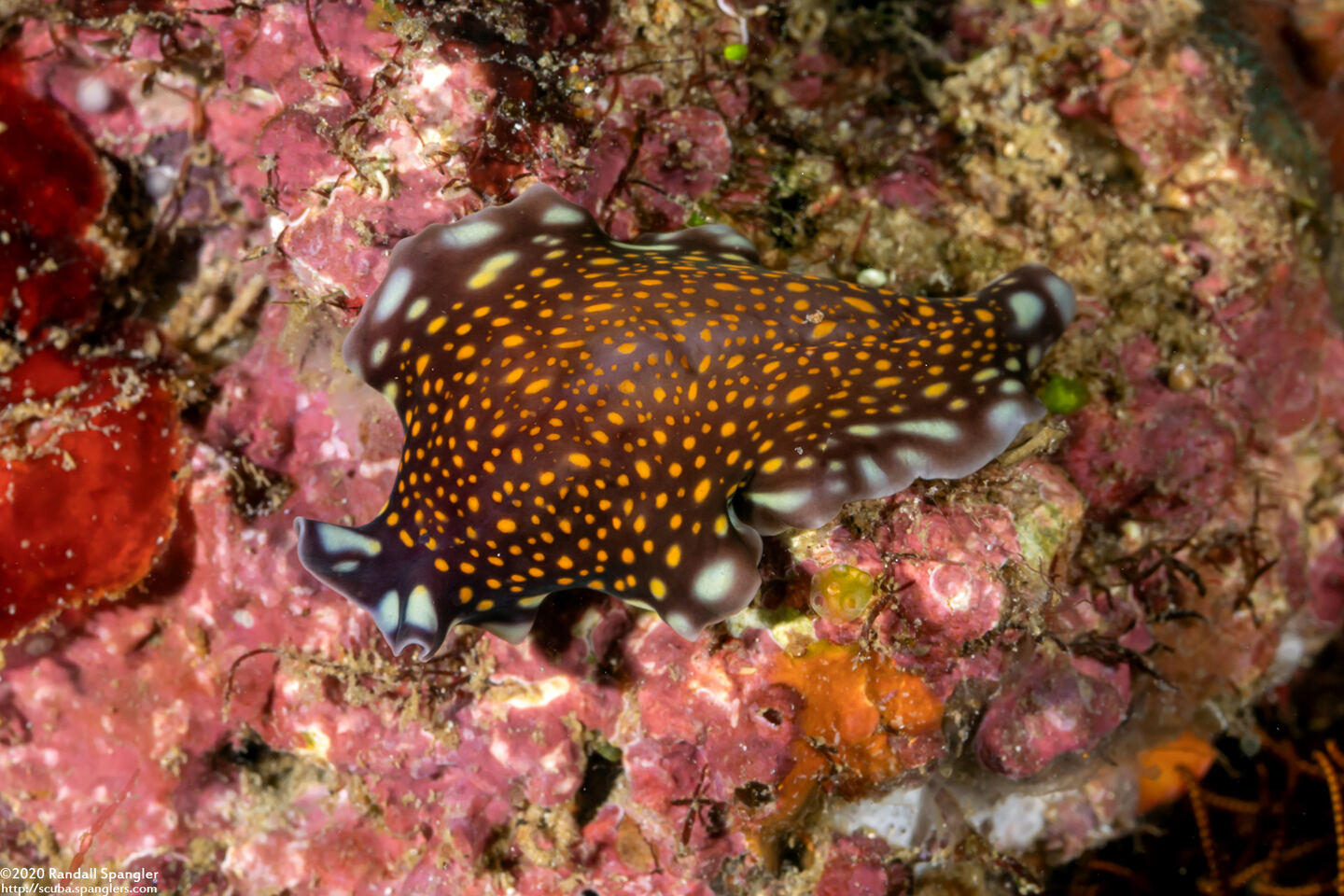 Pseudoceros lindae (Linda's Flatworm)