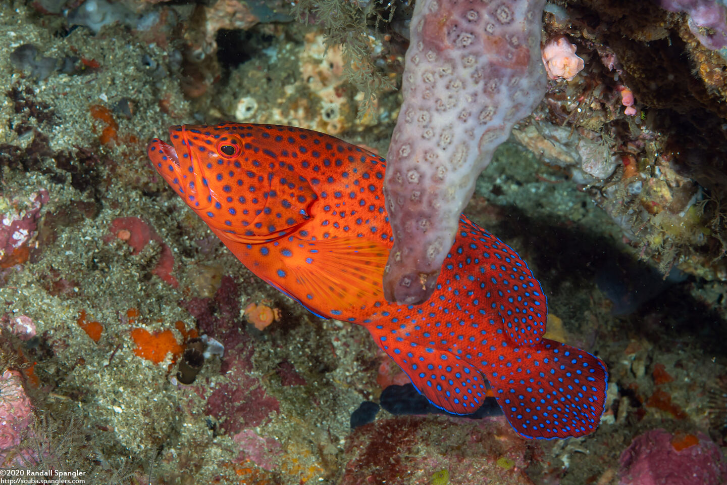 Cephalopholis miniata (Coral Grouper)