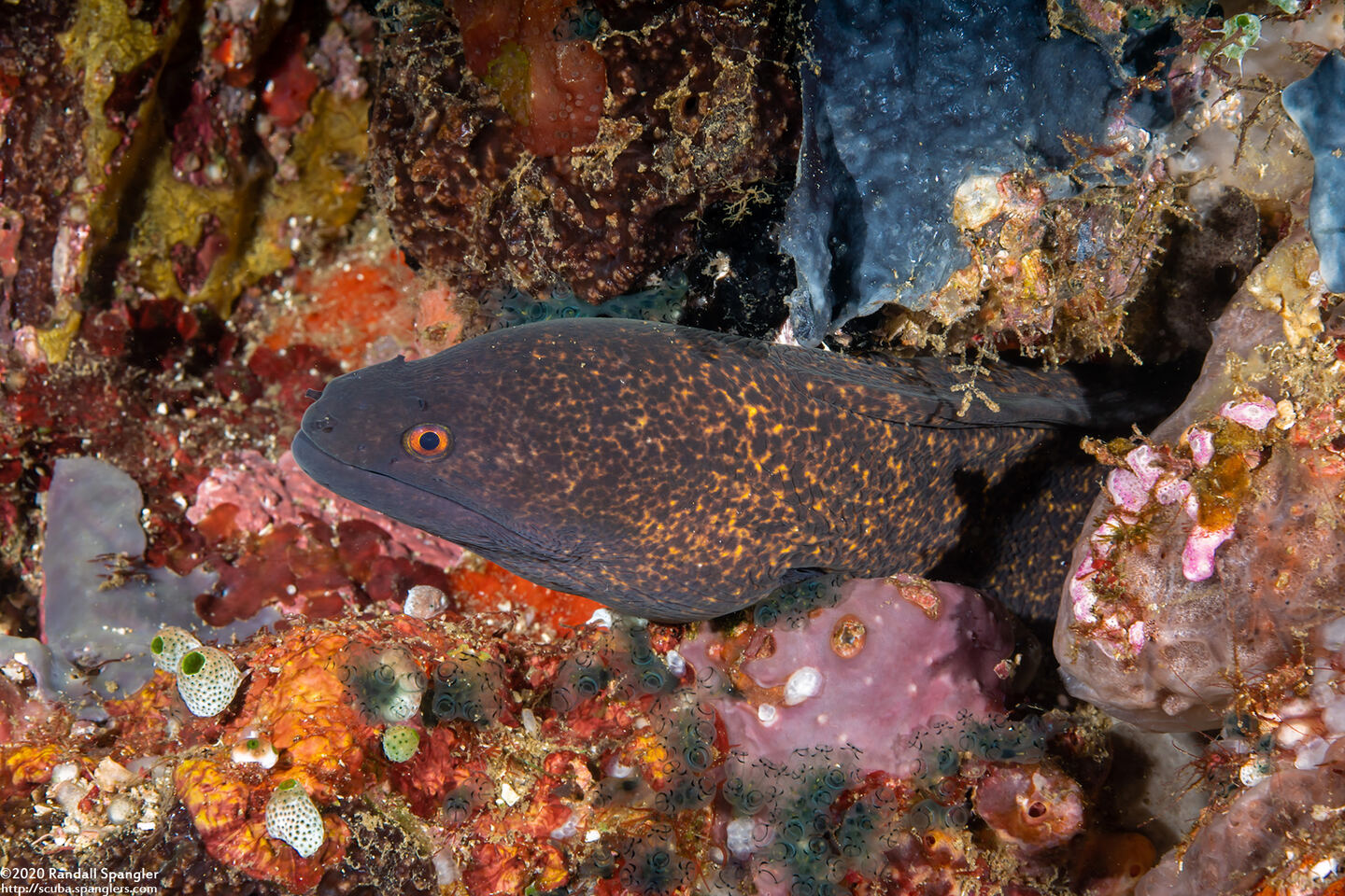Gymnothorax flavimarginatus (Yellowmargin Moray)