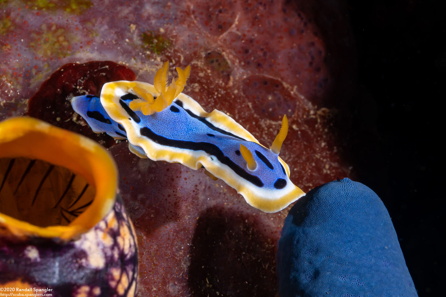 Chromodoris annae (Anna's Chromodoris)