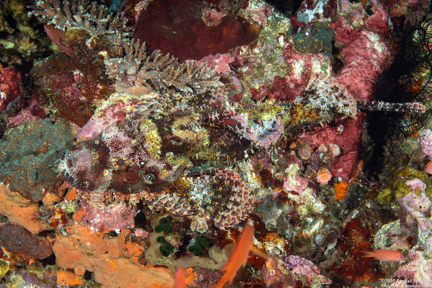 Scorpaenopsis oxycephala (Tasseled Scorpionfish)