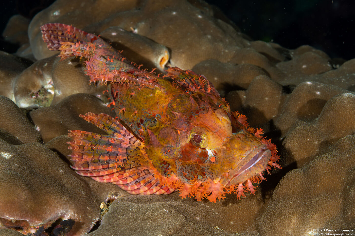 Scorpaenopsis oxycephala (Tasseled Scorpionfish)