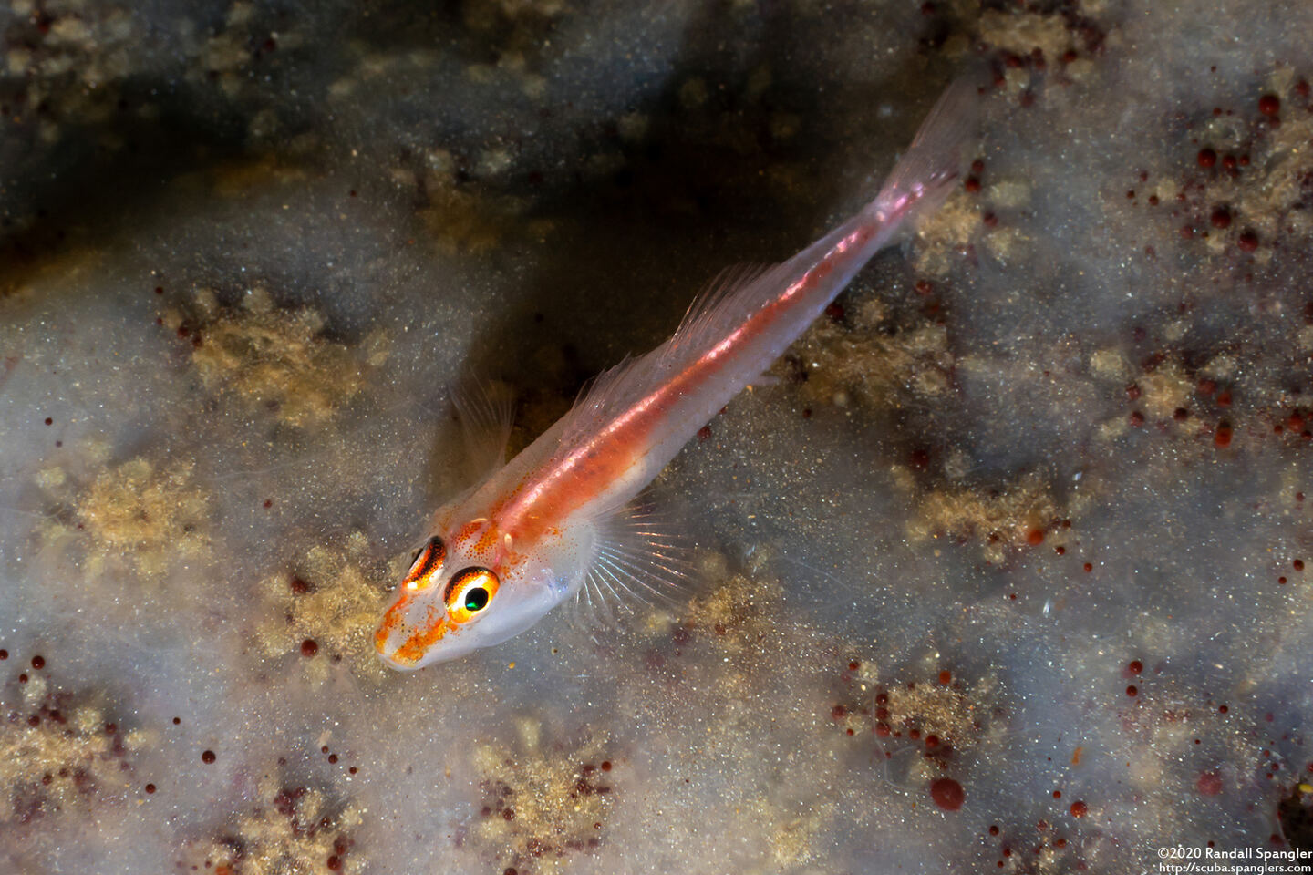 Pleurosicya micheli (Stonycoral Ghostgoby)