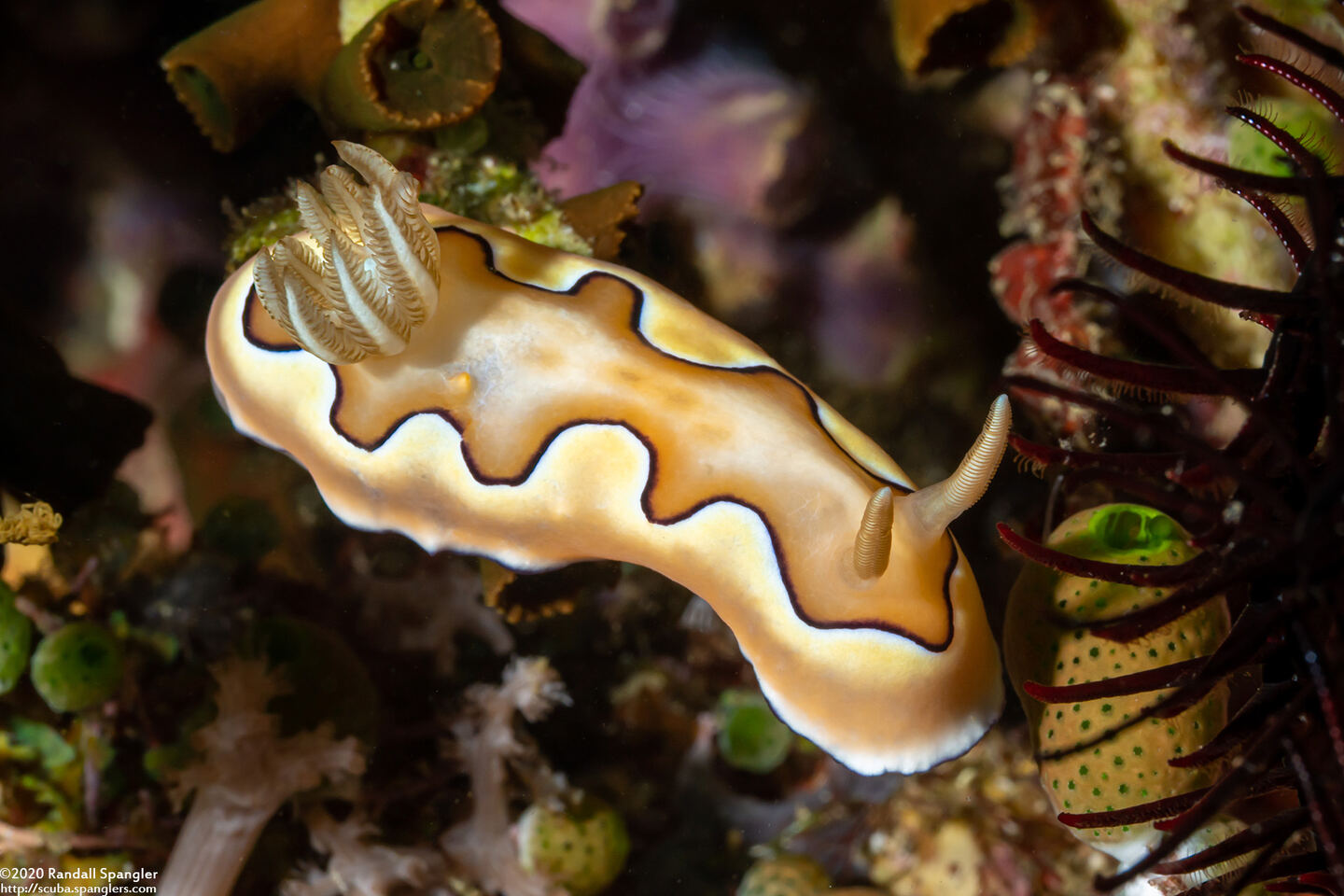 Goniobranchus coi (Co's Chromodoris)