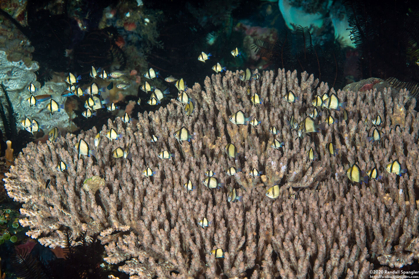 Dascyllus reticulatus (Reticulated Dascyllus)