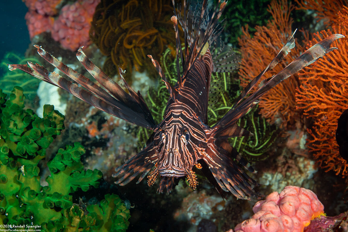 Pterois volitans (Red Lionfish)
