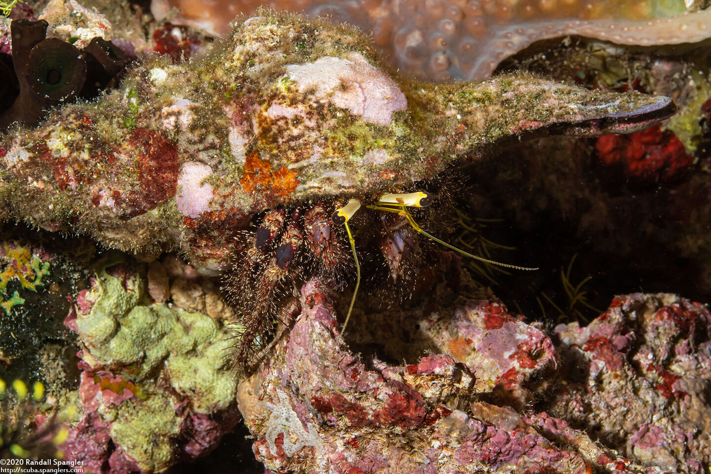 Dardanus lagopodes (Dark Knee Hermit Crab)