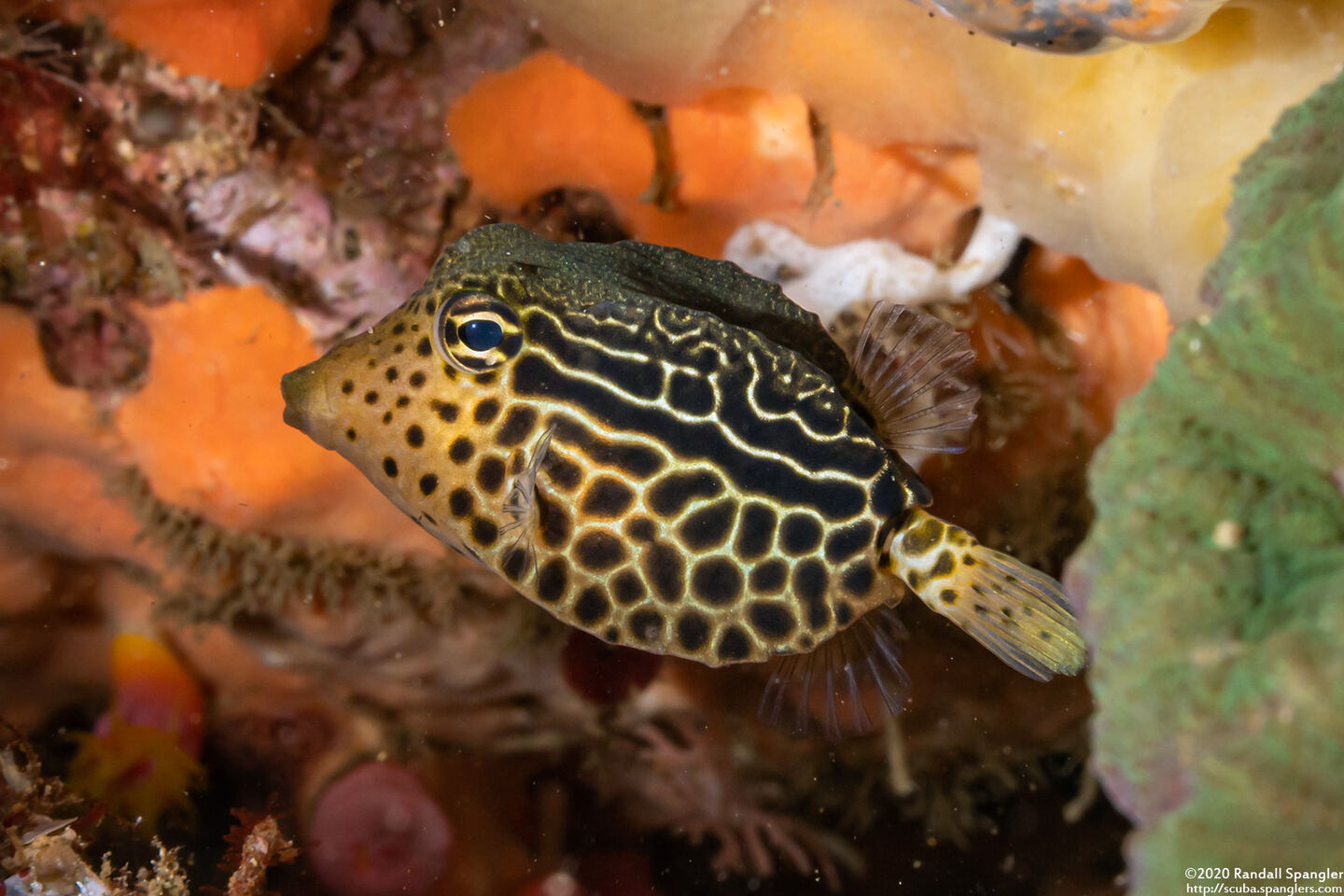 Ostracion solorense (Solor Boxfish)